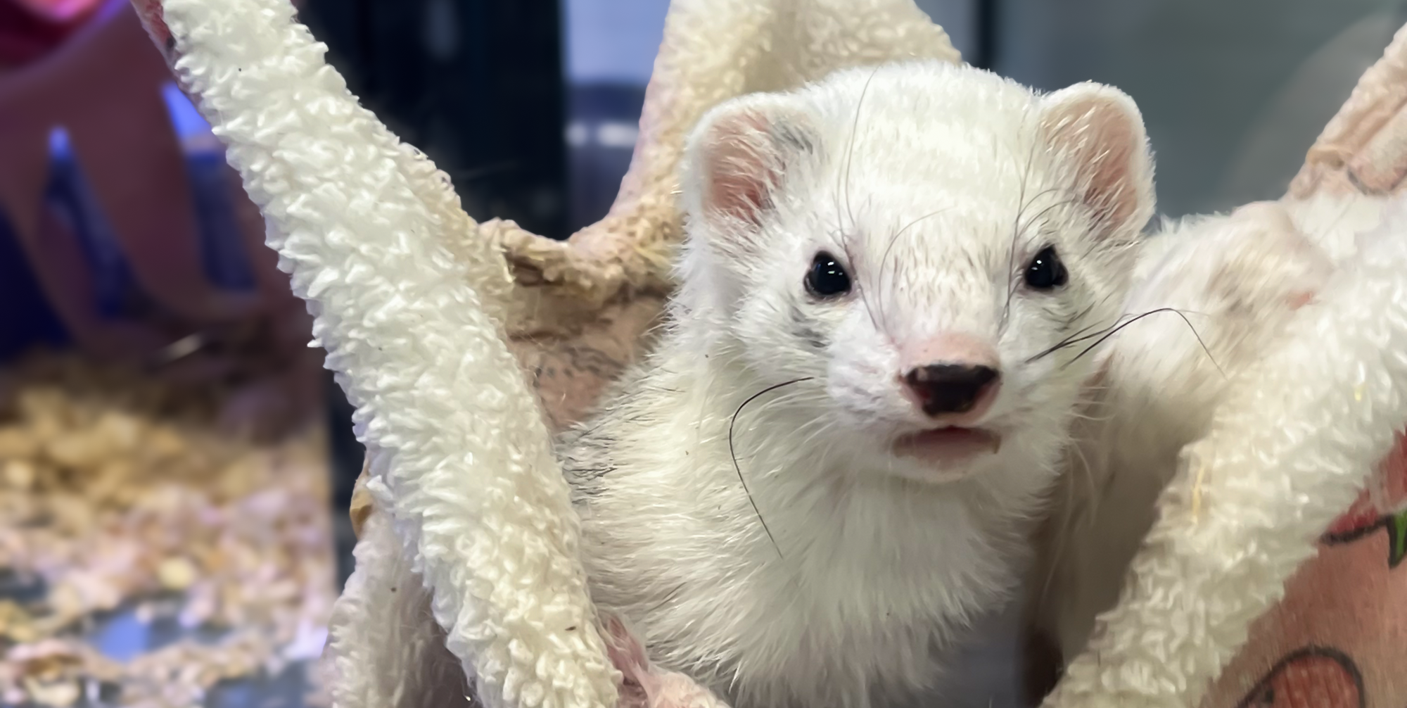 White ferret resting inside a soft fleece hammock inside an enclosure.