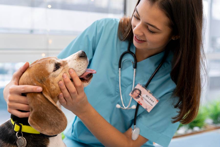 Veterinarian looking at a dogs teeth