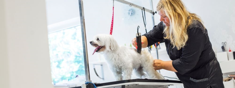 female groomer trimming small dog