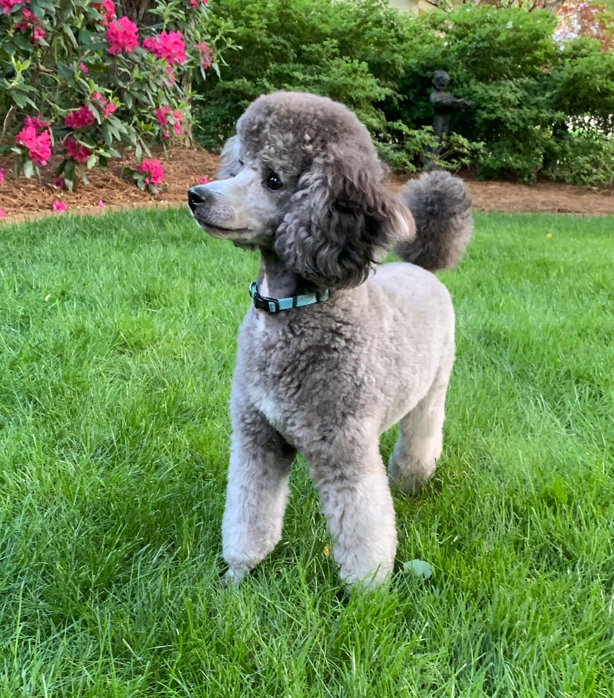 gray poodle